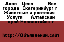 Алоэ › Цена ­ 150 - Все города, Екатеринбург г. Животные и растения » Услуги   . Алтайский край,Новоалтайск г.